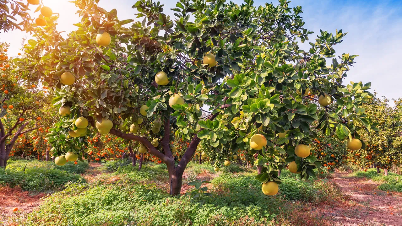 Não deixe o seu fruto apodrecer